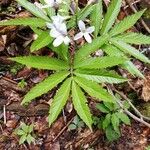 Cardamine heptaphylla ശീലം
