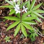 Cardamine heptaphylla Хабит