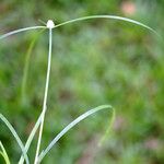 Kyllinga brevifolia Habit