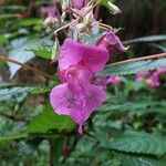 Impatiens glanduliferaКветка