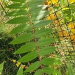 Rhus glabra Blad