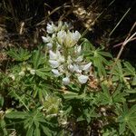 Lupinus formosus Flor