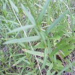 Physostegia angustifolia Coajă