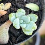 Sedum clavatum Lapas