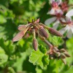 Pelargonium × fragrans