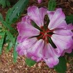 Rhododendron × geraldii Flower