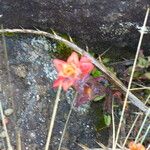 Castilleja tenuiflora Flor