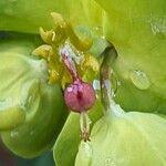 Euphorbia amygdaloides Fruit