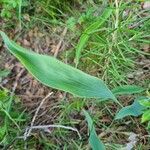 Bupleurum rigidum Leaf