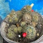 Mammillaria prolifera Листок