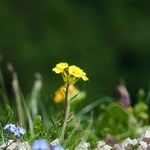 Erysimum sylvestre Bloem