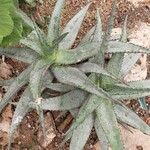 Aloe ferox Folha