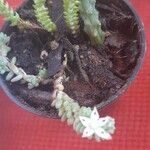 Sedum moranense Flower