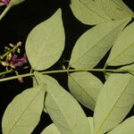 Lonchocarpus parviflorus Blomst