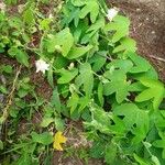 Passiflora subpeltata Hábito