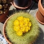 Rebutia neocumingii 花