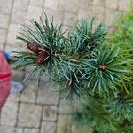 Pinus parviflora Fruit