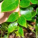 Vaccinium racemosum Hoja