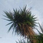 Yucca gigantea List