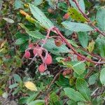 Arbutus andrachne Leaf