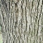 Carya cordiformis Bark