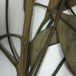 Nectandra cissiflora Beste bat