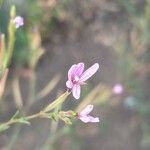 Epilobium brachycarpumΛουλούδι