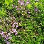 Astragalus austriacus Kvet
