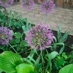 Allium aflatunense Flors