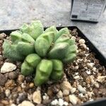 Conophytum bilobum 葉