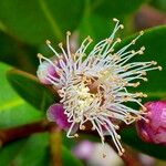 Syzygium ngoyense 花