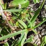 Dianthus gallicus Autre