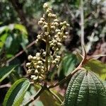 Miconia laevigata Fiore