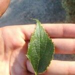 Celtis australisLeaf