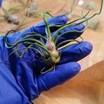 Tillandsia bulbosa Blad