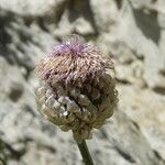 Leuzea rhapontica Flower