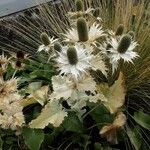 Eryngium giganteum Habitus