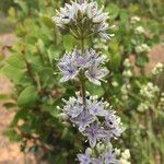 Frasera albicaulis Flower