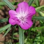 Agrostemma githago Flower