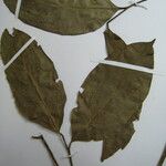 Agonandra silvatica Blatt