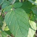 Clinopodium vulgare Blad