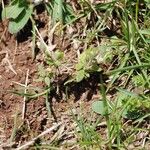 Helianthemum salicifolium Fula