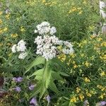 Eupatorium perfoliatum 花