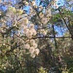 Acacia terminalis Fiore