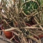 Euphorbia platyclada Hoja