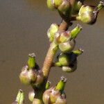 Triglochin bulbosa Blodyn