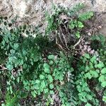 Adiantum capillus-veneris葉