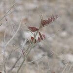 Mundulea sericea 叶