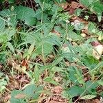 Persicaria maculosa Hábitos