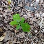 Quercus nigra Blad